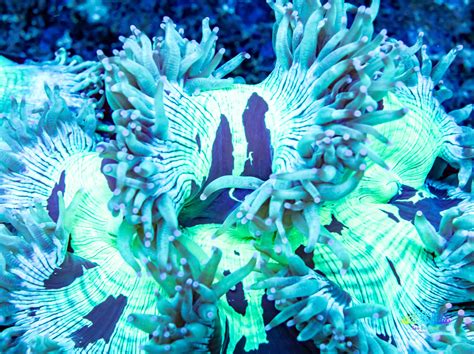 Elegance Personified: Exploring the Exquisite World of Elegance Corals!