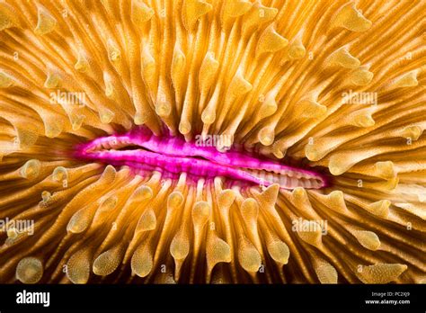 Fungia Fungoides! A Colorful Coral That Thrives on Sunlight and Patience