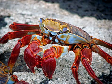  Yellow Crab: This Colorful Crustacean Lives Its Life on the Ocean Floor!