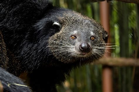  Binturong! A Curious Carnivore That Smells Like Popcorn