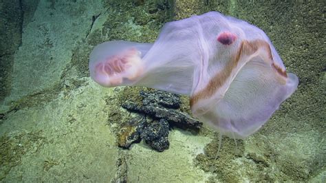 Deepstaria! A Jellyfish With a Tentacle Crown That Can Capture Prey From Afar