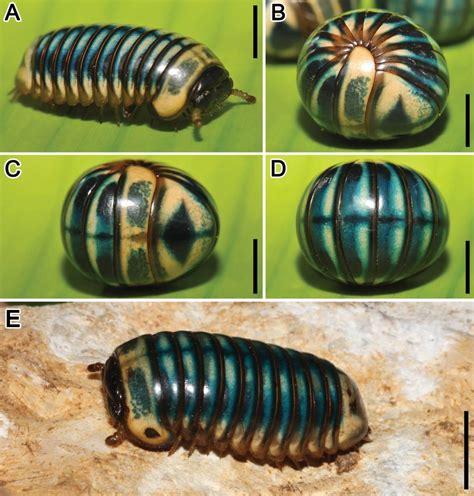 Jumping Jewel Millipede: Explore This Tiny Treasure Trove of Shiny Exoskeletal Scales!