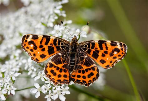  Painted Lady Butterflies: Unlocking the Mysteries Behind Their Extraordinary Migrations!