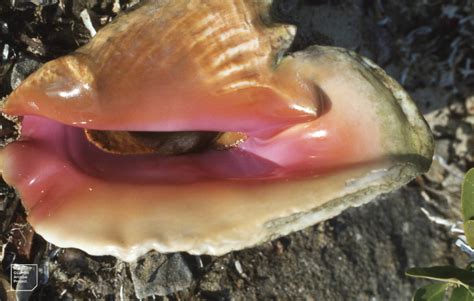 Queen Conch! Discover How This Magnificent Mollusk Creates Its Own Protective Paradise