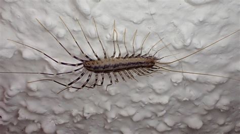 Scutigera Coleoptrata: Exploring the Habits of a Super Speedy Centipede With Astonishingly Powerful Jaws!