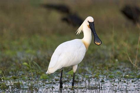  Spoonbill: Can You Spot This Unique Bird With Its Exquisitely Curved Bill?