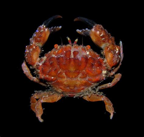 Xanthidae! Tiny but Tenacious: Exploring the World of These Remarkable Crabs