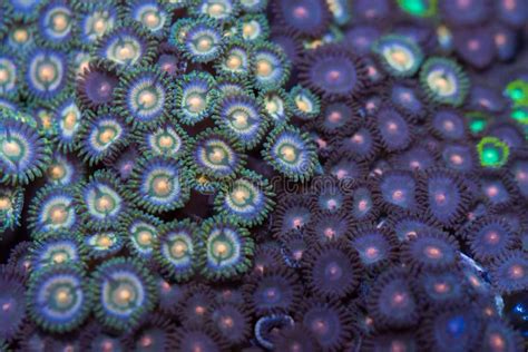 Zoanthid Corals: A Symphony of Tentacles Dancing Beneath the Waves!